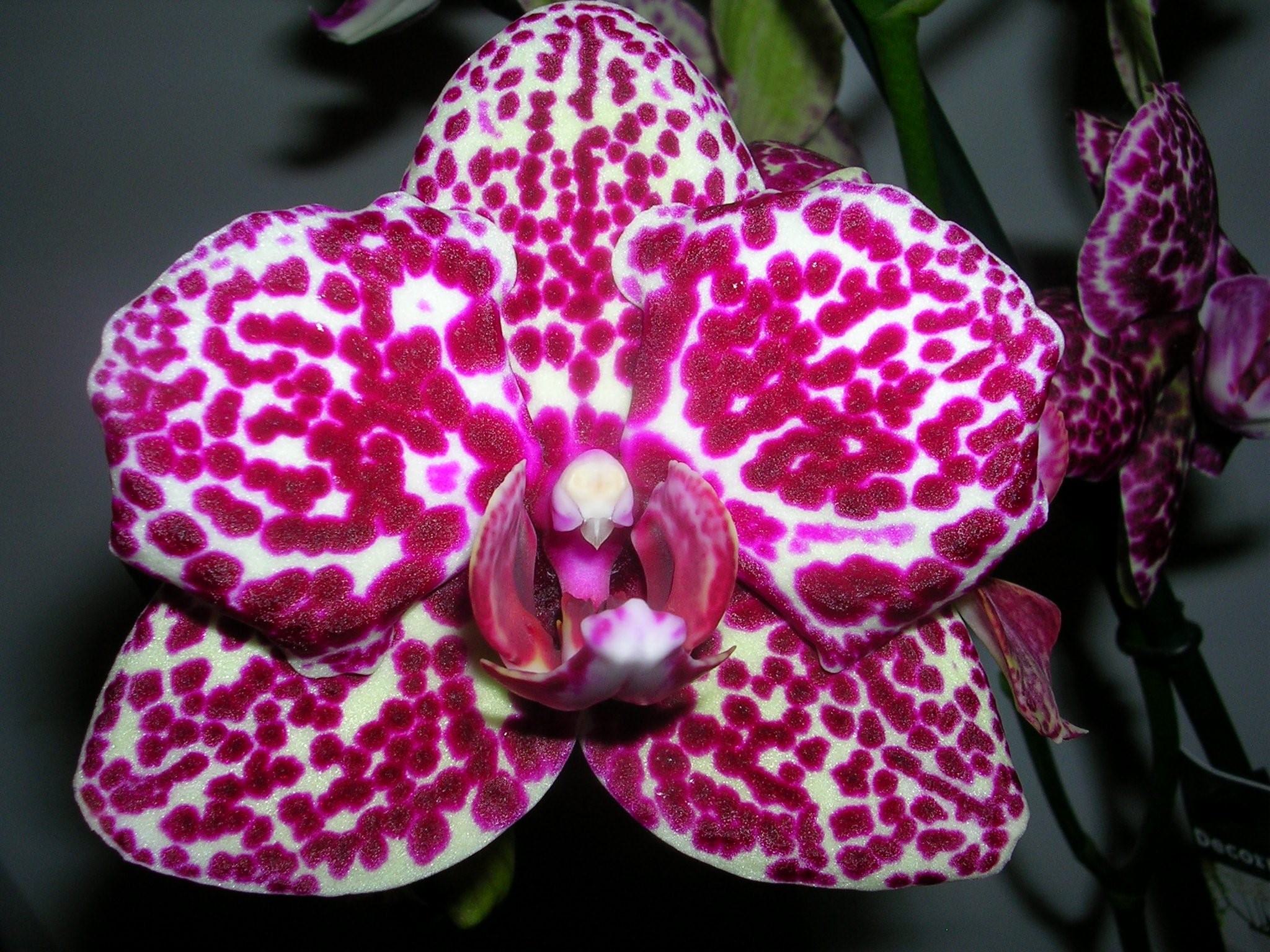 Дикий кот орхидея описание сорта фото