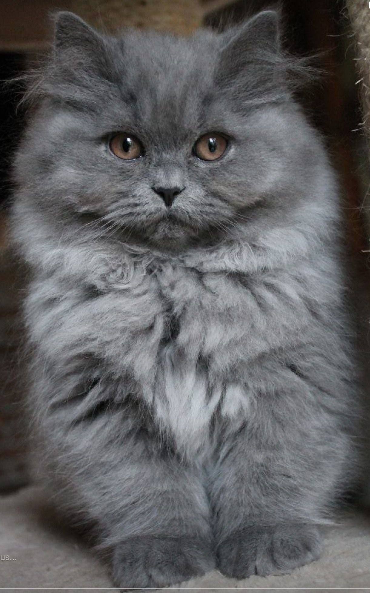 Фото кошки сибирской и британской кошки