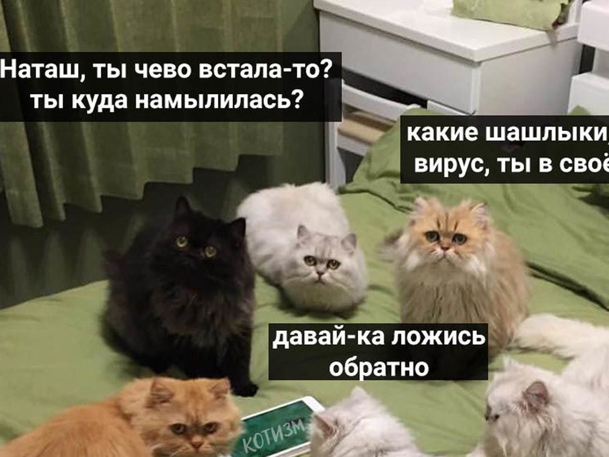 Коты наташа картинки