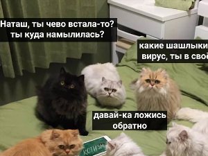 Про Наташу и котов