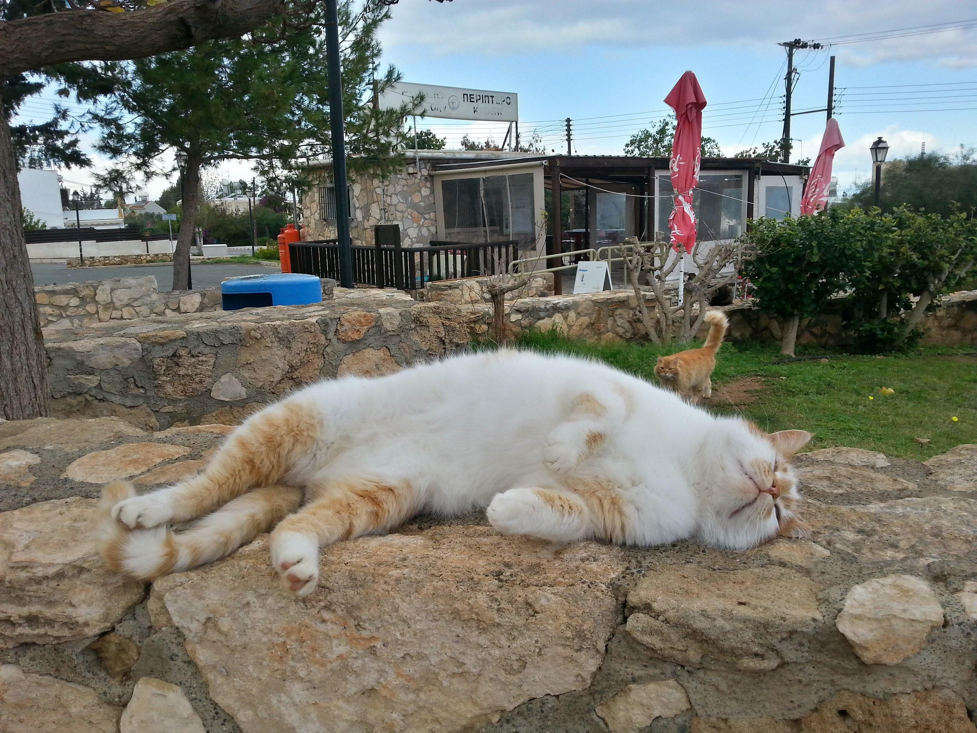 Покажи картинки кэт напа. Кипр остров кошек. Кошачий остров на Кипре. Кипрский кот. Коты на Кипре.