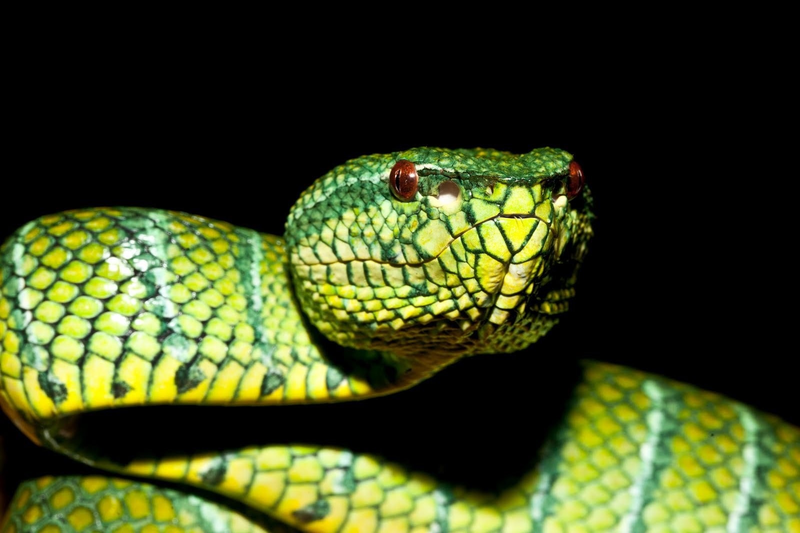 Украшенная змея. Pit Viper. Pit Viper леопардовые. Вайпер змея.