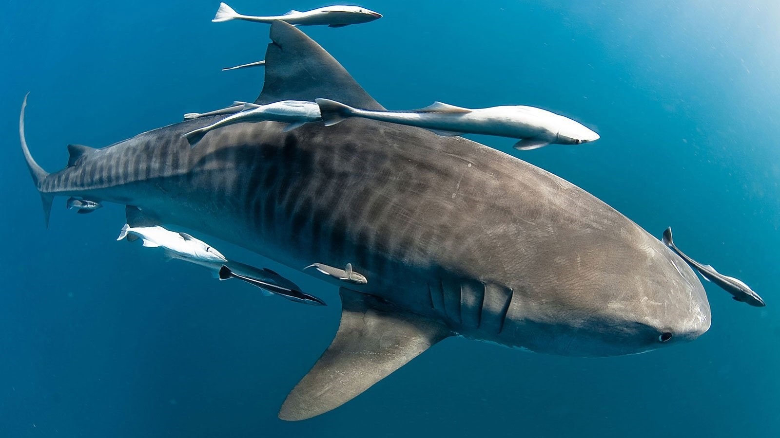 Акула тигровая акула фото
