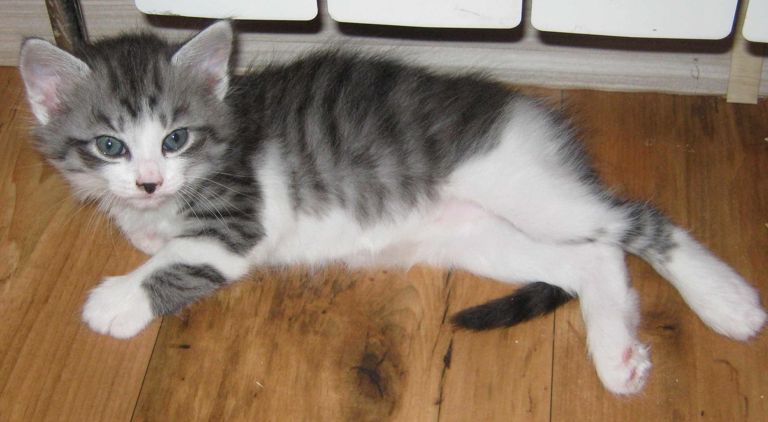Сибирская кошка серый табби. Табби макрель полосатый. Сибирская кошка биколор серая. Серо-белый котёнок. Серая кошка с черными пятнами