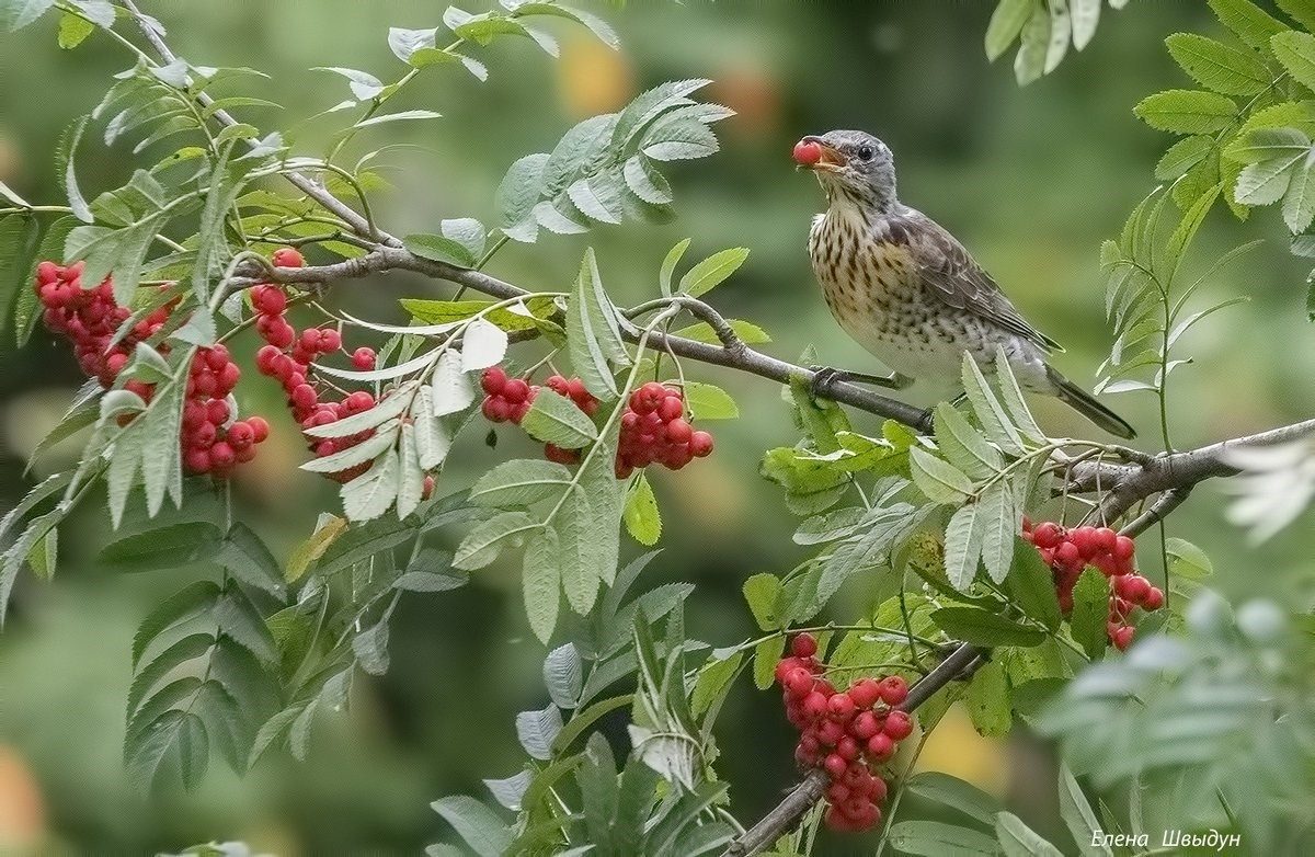 Рябиновые дрозды птицы фото