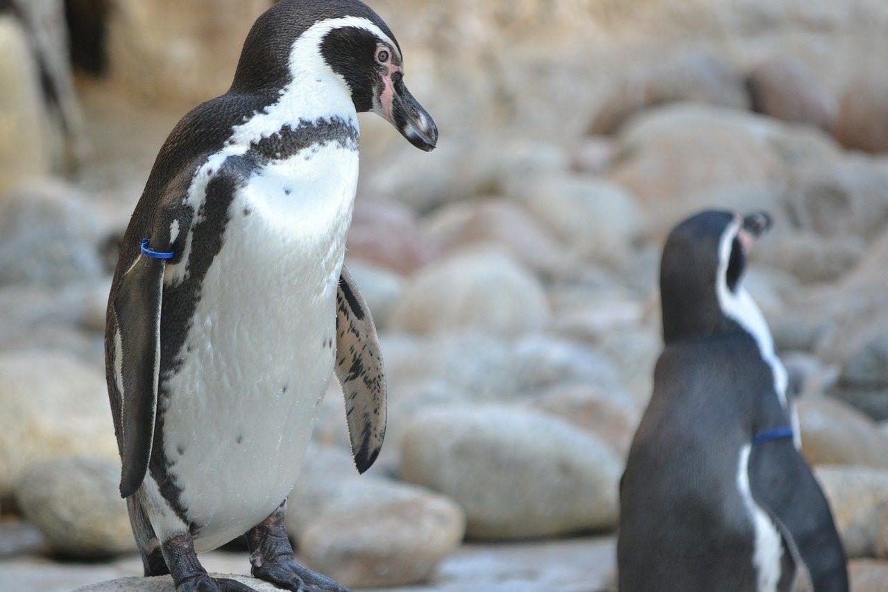 Пингвин. Пингвин птица. Коричневый Пингвин. Бурый Пингвин. Значение пингвинов в природе