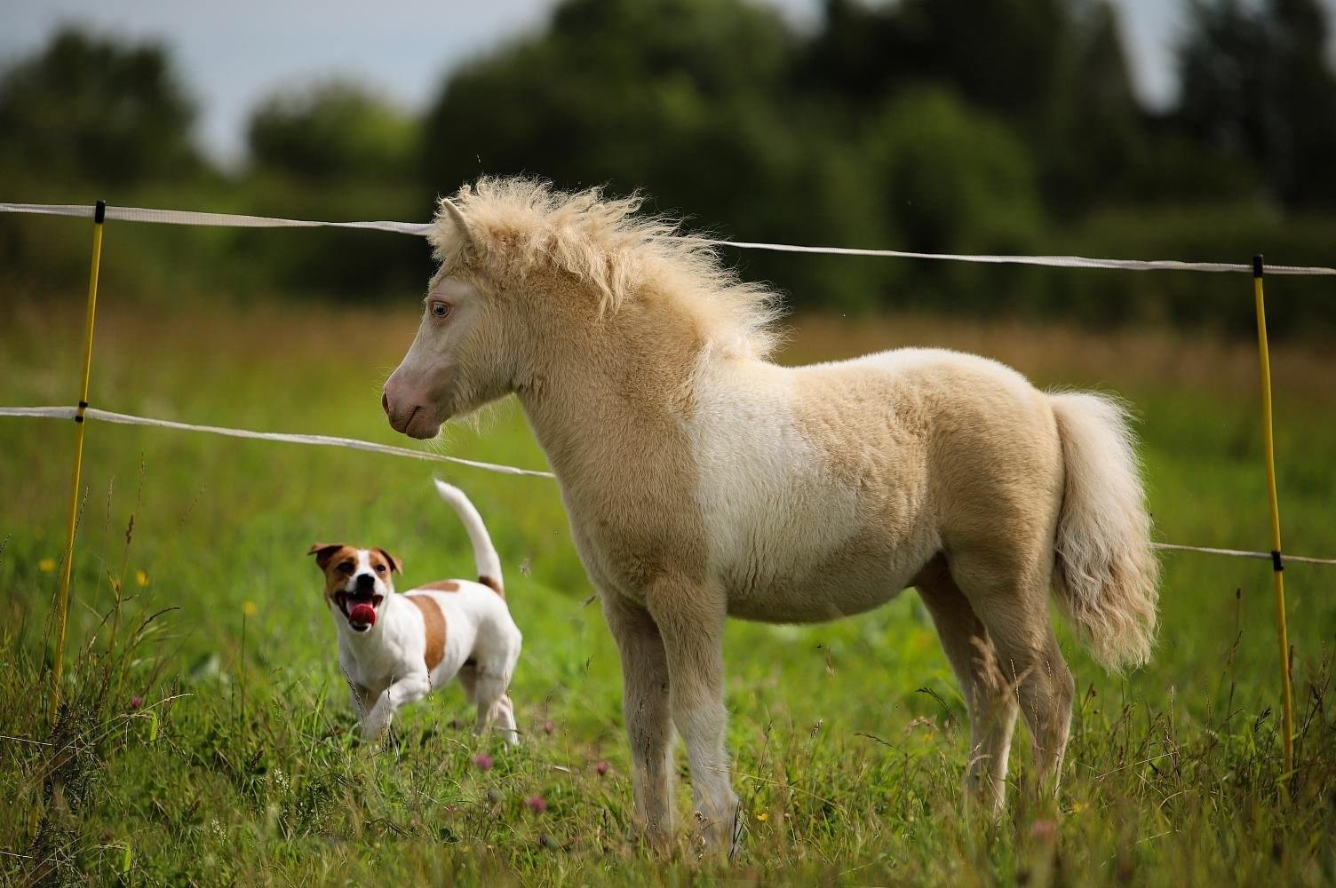 Pony фото. Карликовый шетлендский пони. Шетлендский пони и лошадь. Жеребенок шотландского пони. Шетлендский пони экстерьер.