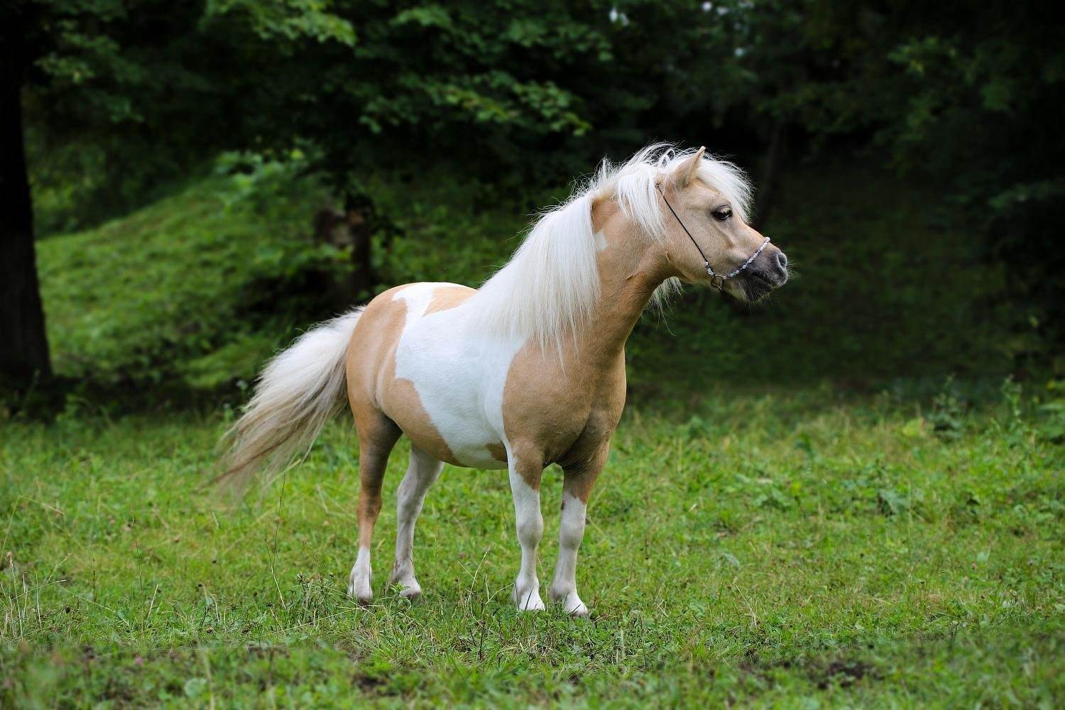 Pony фото. Лошади породы Фалабелла. Шетлендский пони и лошадь. Шетлендский пони. Пони Фалабелла.