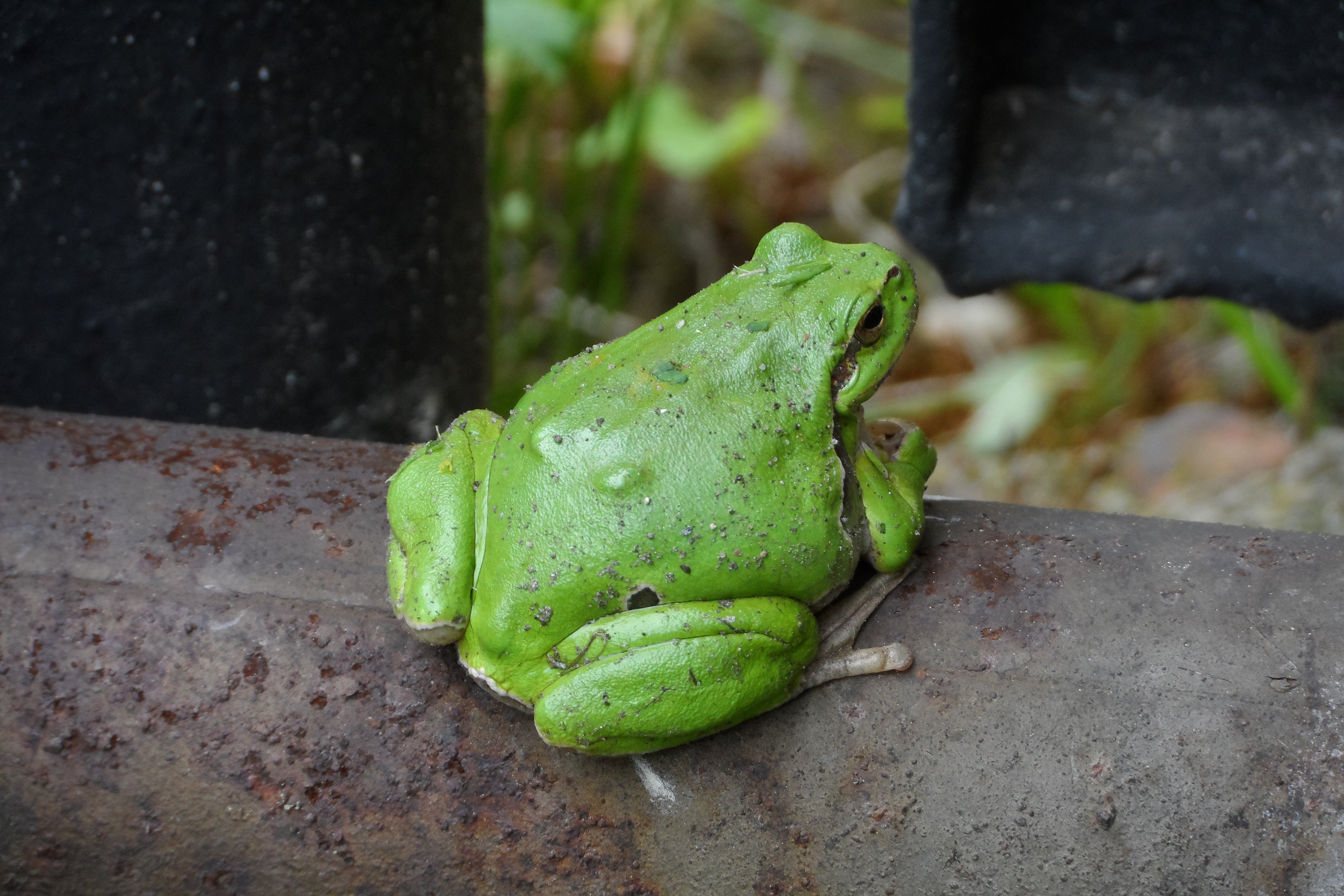 Elephant frog. Жаба и лягушка. Зеленая жаба. Милые Жабы. Жаба парагвайская.