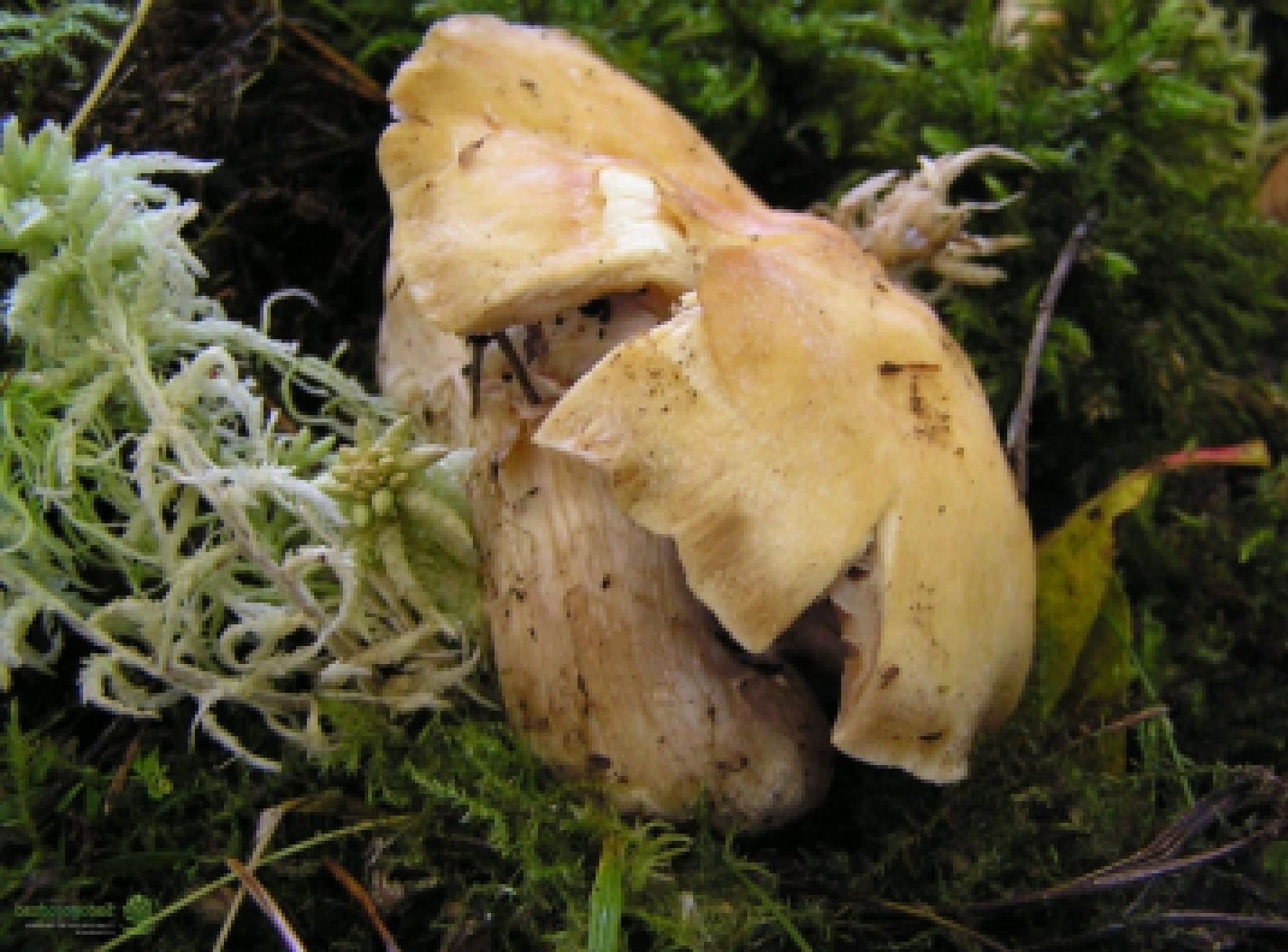 Как выглядят грибы курочки и петушки фото описание