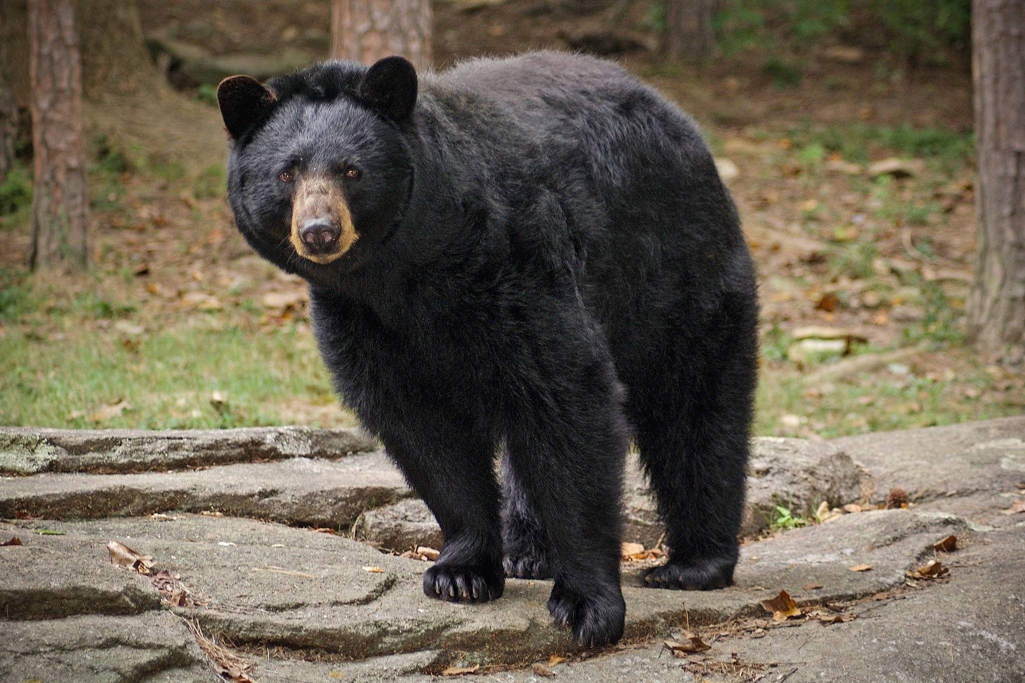 Медведь барибал умеет лазить по деревьям. Барибал Северной Америки. Барибал медведь. Американский черный медведь Барибал. Барибал Медвежонок.