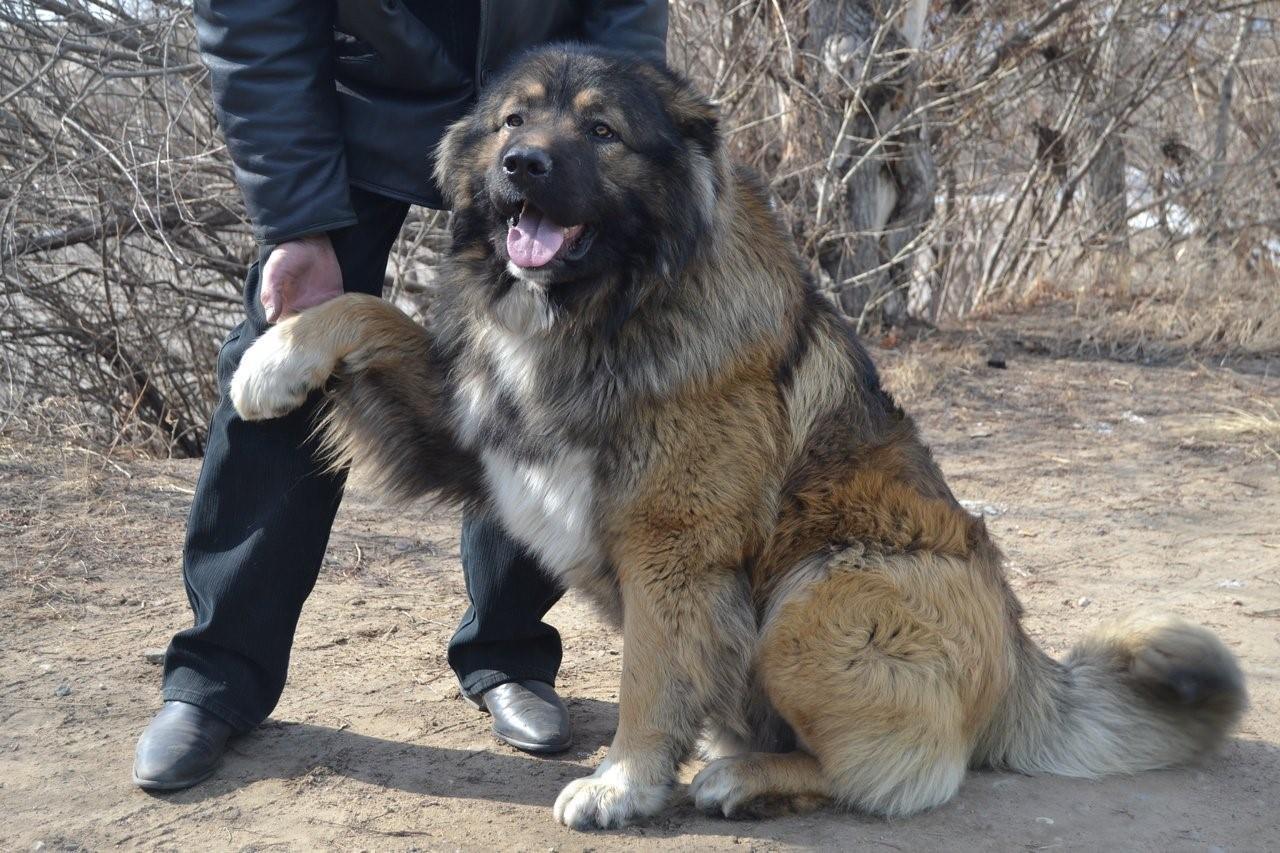 Северо кавказская собака фото собаки