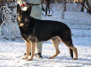 Щенки ВЕО чепрачного окраса