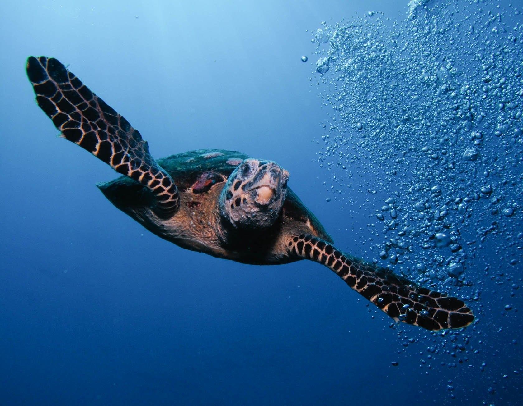 Морские черепахи жизнь. Морская черепаха бисса. Бисса Каретта. Бисса настоящая Каретта. Bissa черепаха.