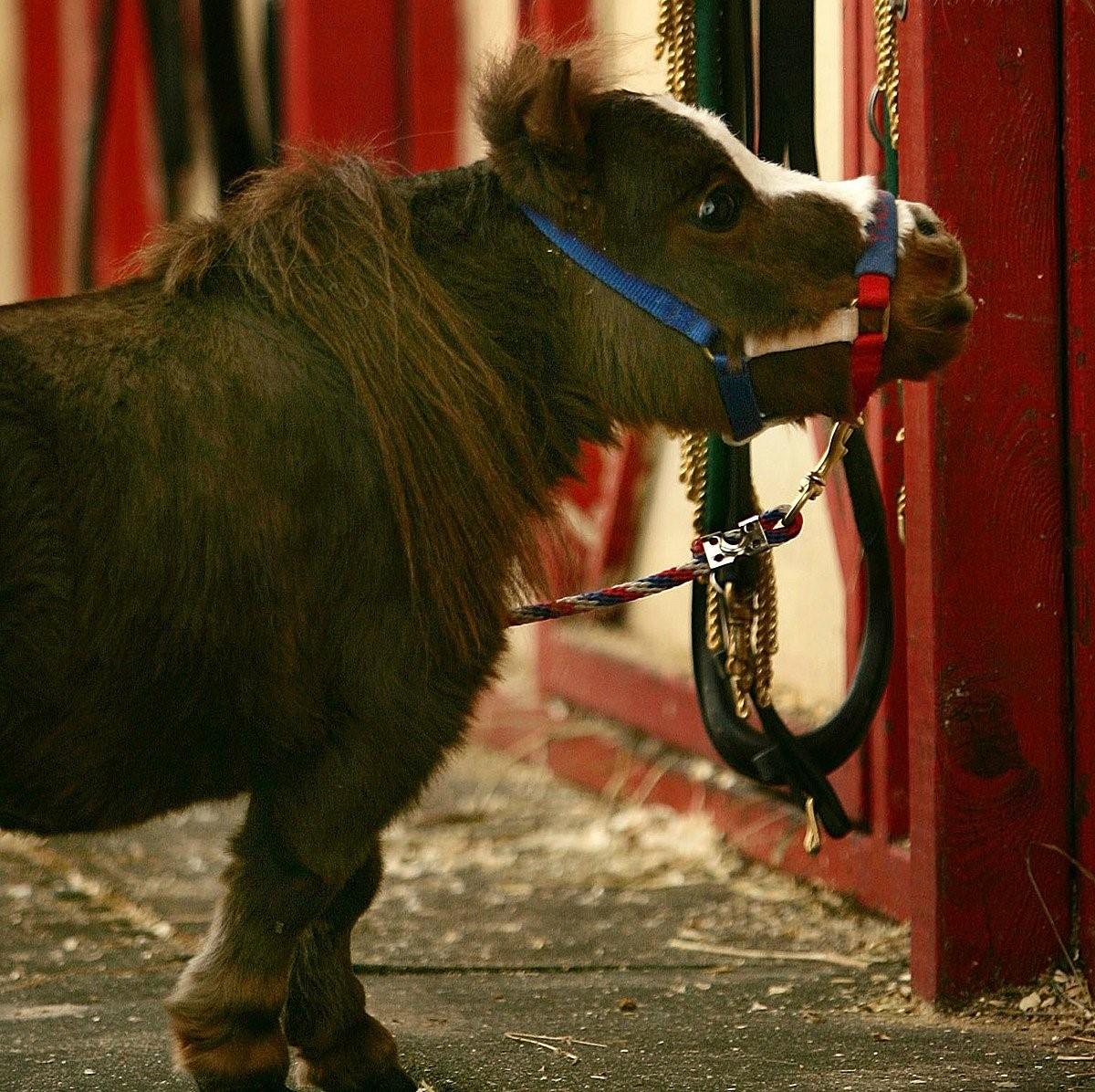 Наименьшая лошадь в мире. Тумбелина самая маленькая лошадка в мире. Тумбелина лошадь. Литтл Пампкин лошадь. Самая маленькая лошадь в мире Тамбелина.
