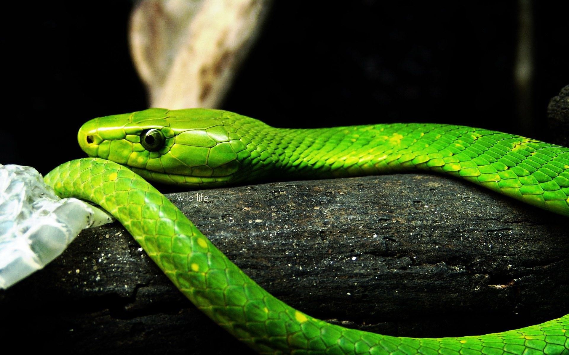 Тропическая змея 4. Зеленая мамба (Африканский изумрудный гигант). Зеленая змея ядовитая мамба. Бумсланг змея. Африканский бумсланг змея.