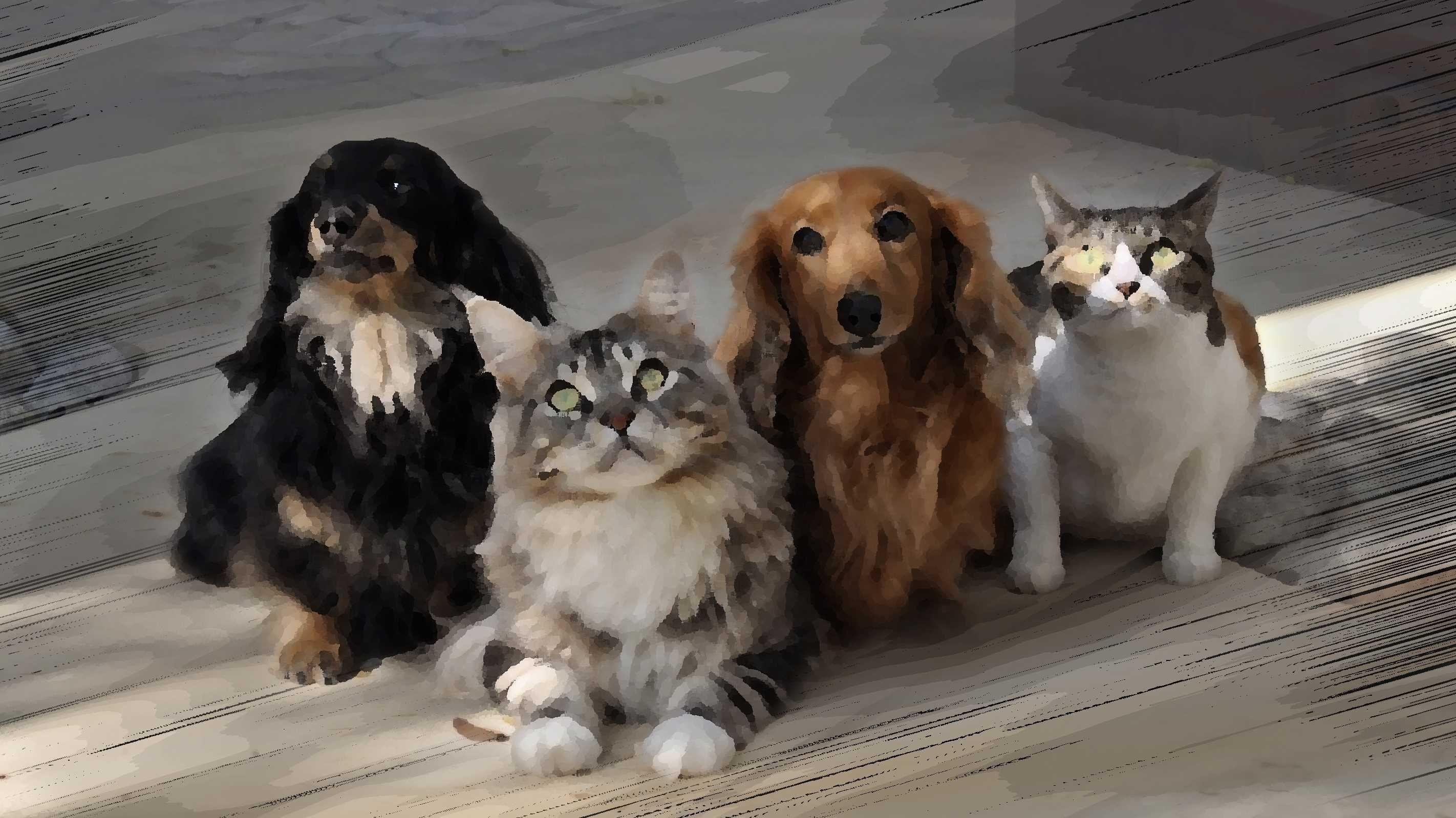 Помесь кота и собаки реальные фото