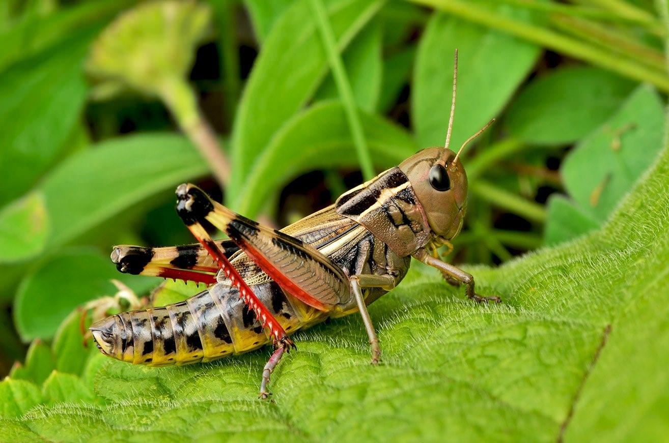 Фотографии насекомых для детей цветные красивые