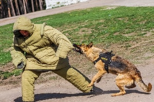 Служебные собаки