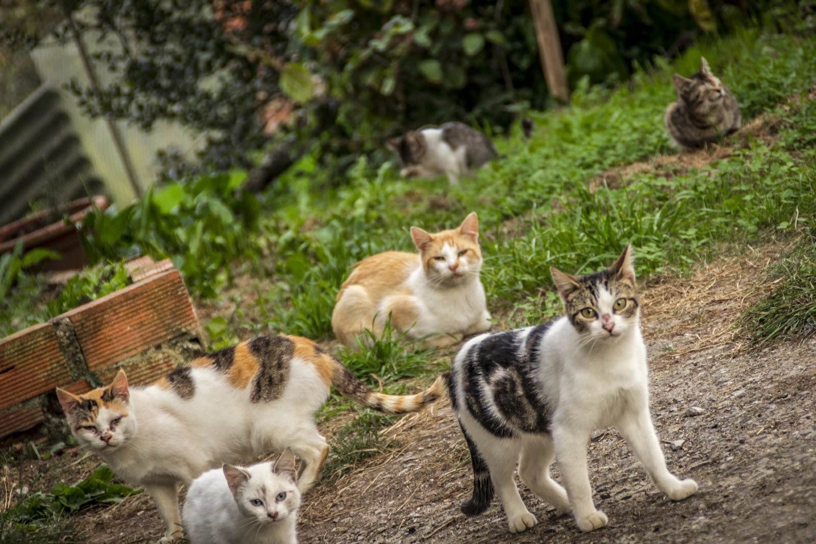 Кошка беспородная голодная. Уличная кошка. Дворовые котята. Кошки и коты дворовые. Двор котик.