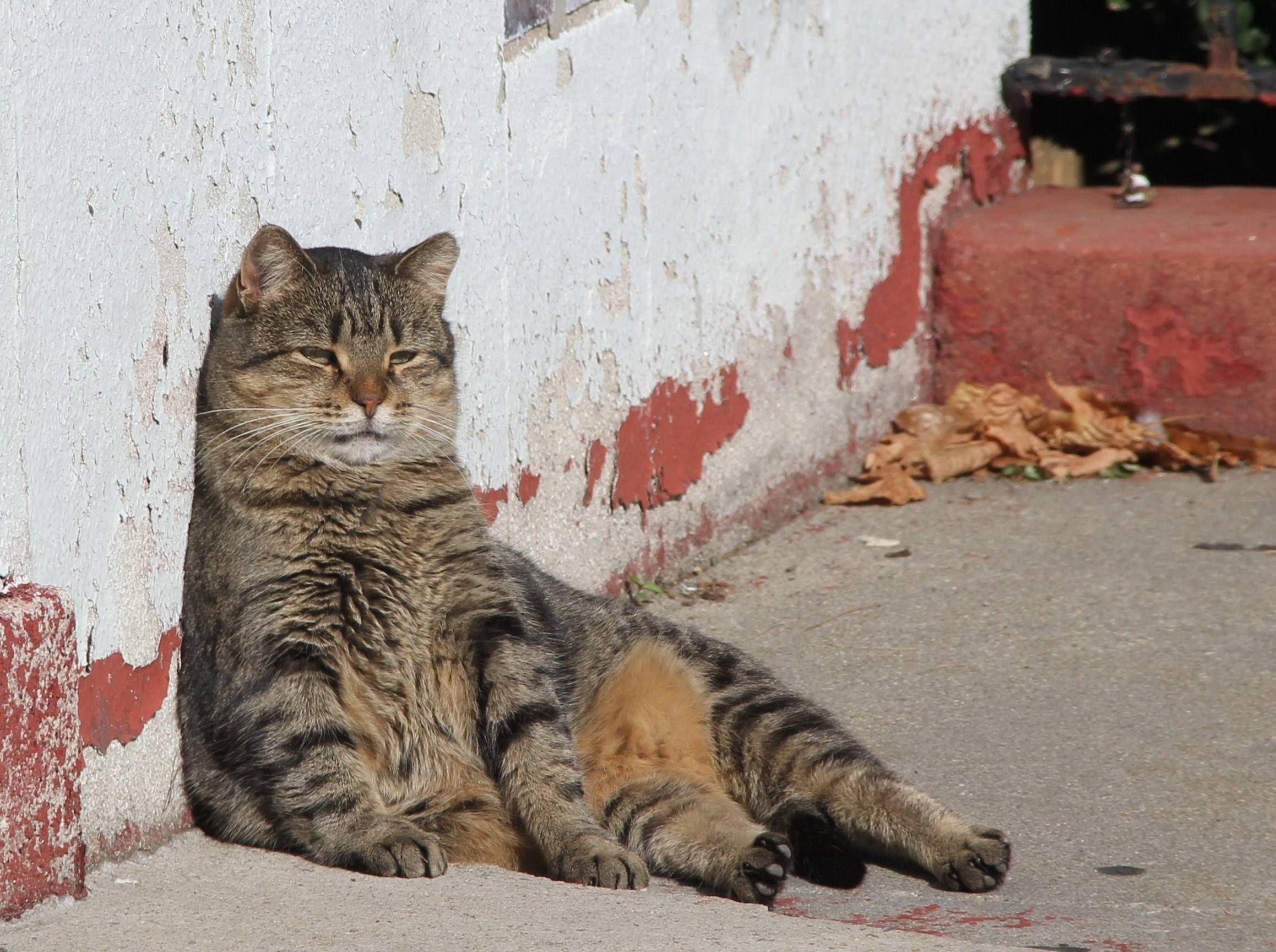 Дворовый кот картинка