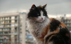 Уличные коты