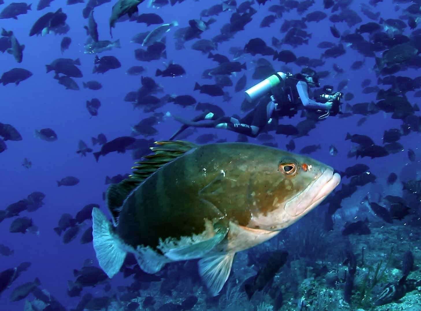 Рыба групер фото самый большой в мире