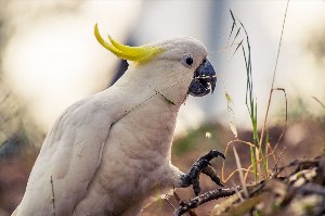 Серый какаду