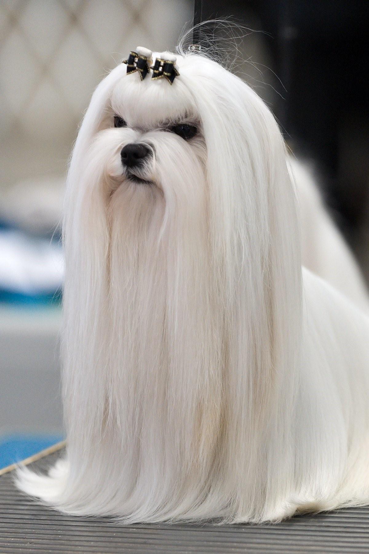 Собака у которой волосы а не шерсть название фото