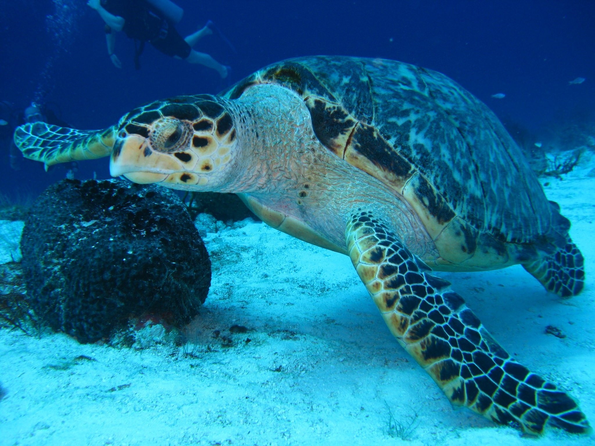 Рыбы морская черепаха. Морские черепахи Тихого океана. Морская черепаха в океане. Подводные обитатели. Черепахи Атлантического океана.