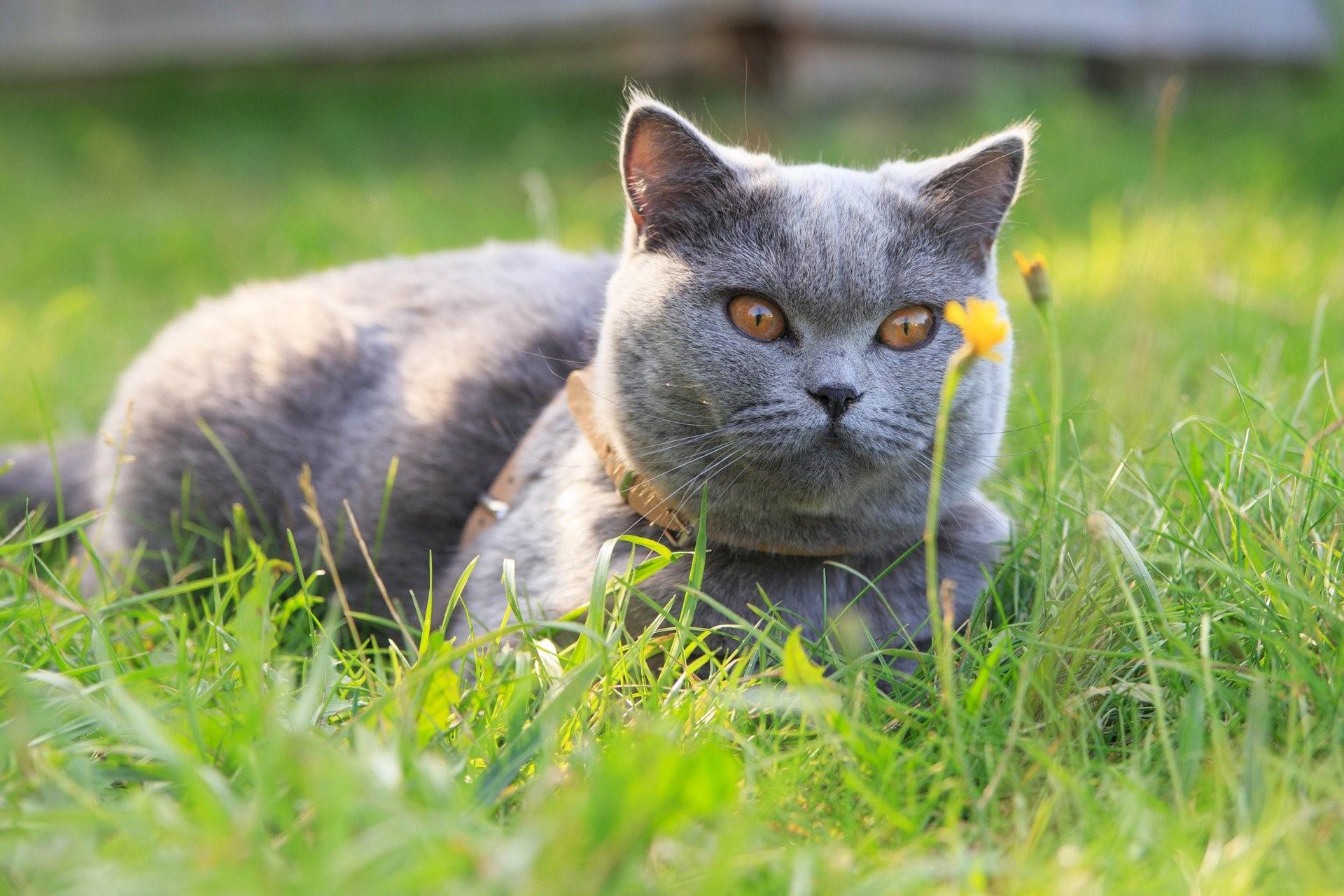 Про барсика. Кот Барсик. Шотландская Лесная кошка метис. Барсик фото. Кот Барсик фото.