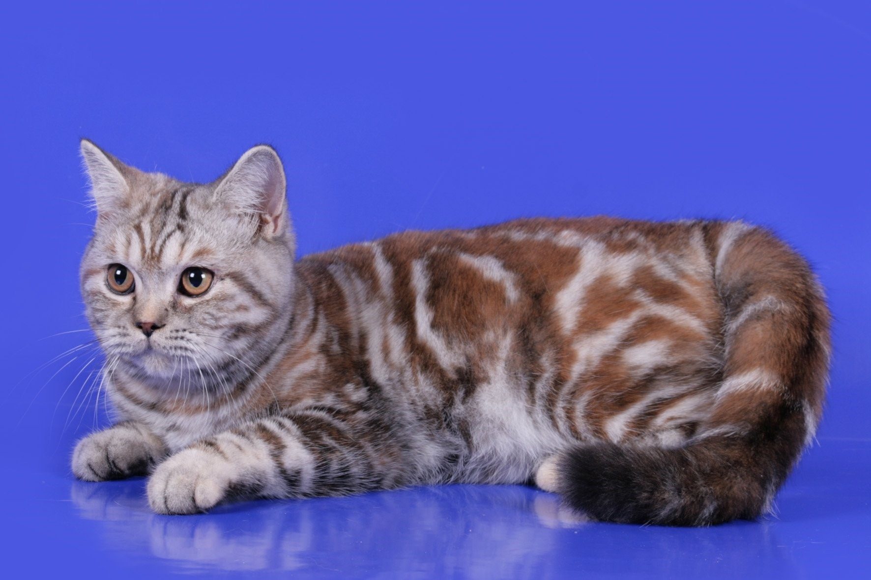 Британская кошка мраморный окрас фото