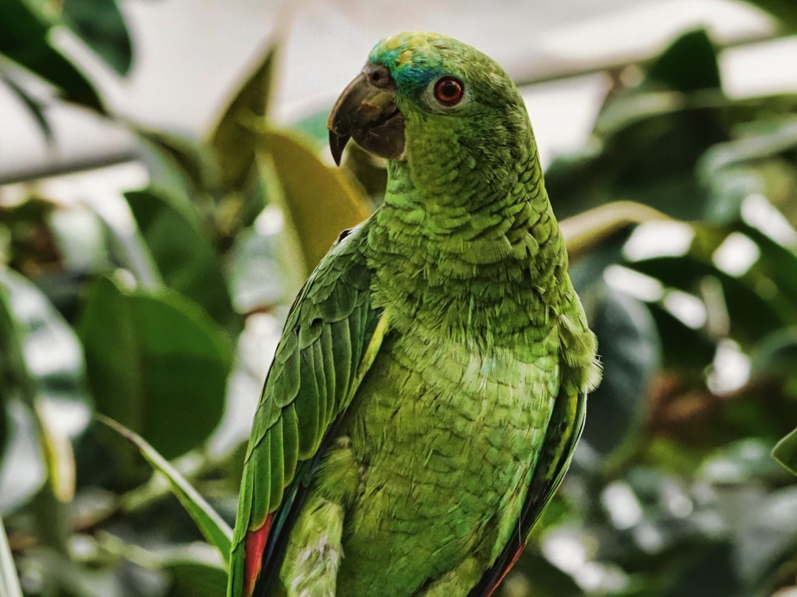 Девятисот пятидесяти шести попугаев. Зеленый попугай сент Мари. Мадагаскарский попугай. Попугай Африканский зеленый. Сенегальский попугай.