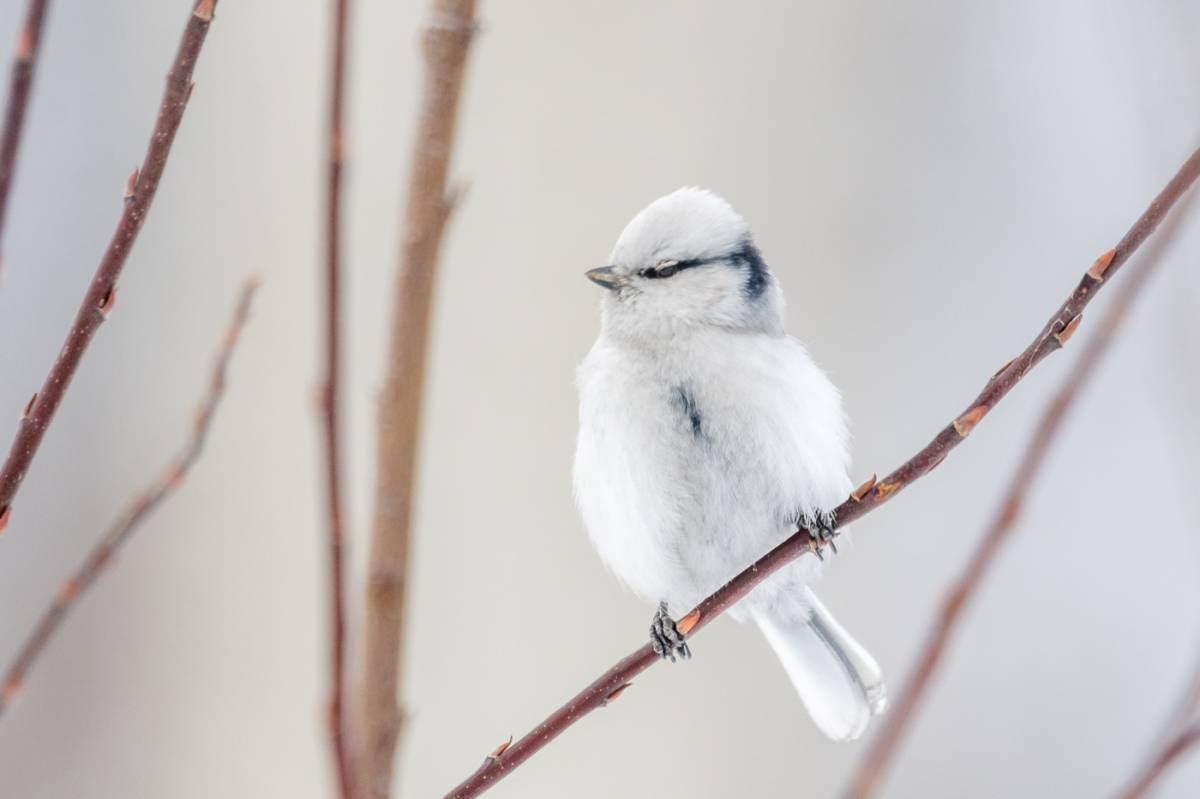 Птицы вдоль дорог. Белая лазоревка зимой. Белые птички зимой. Белая птичка. Маленькая белая птичка.