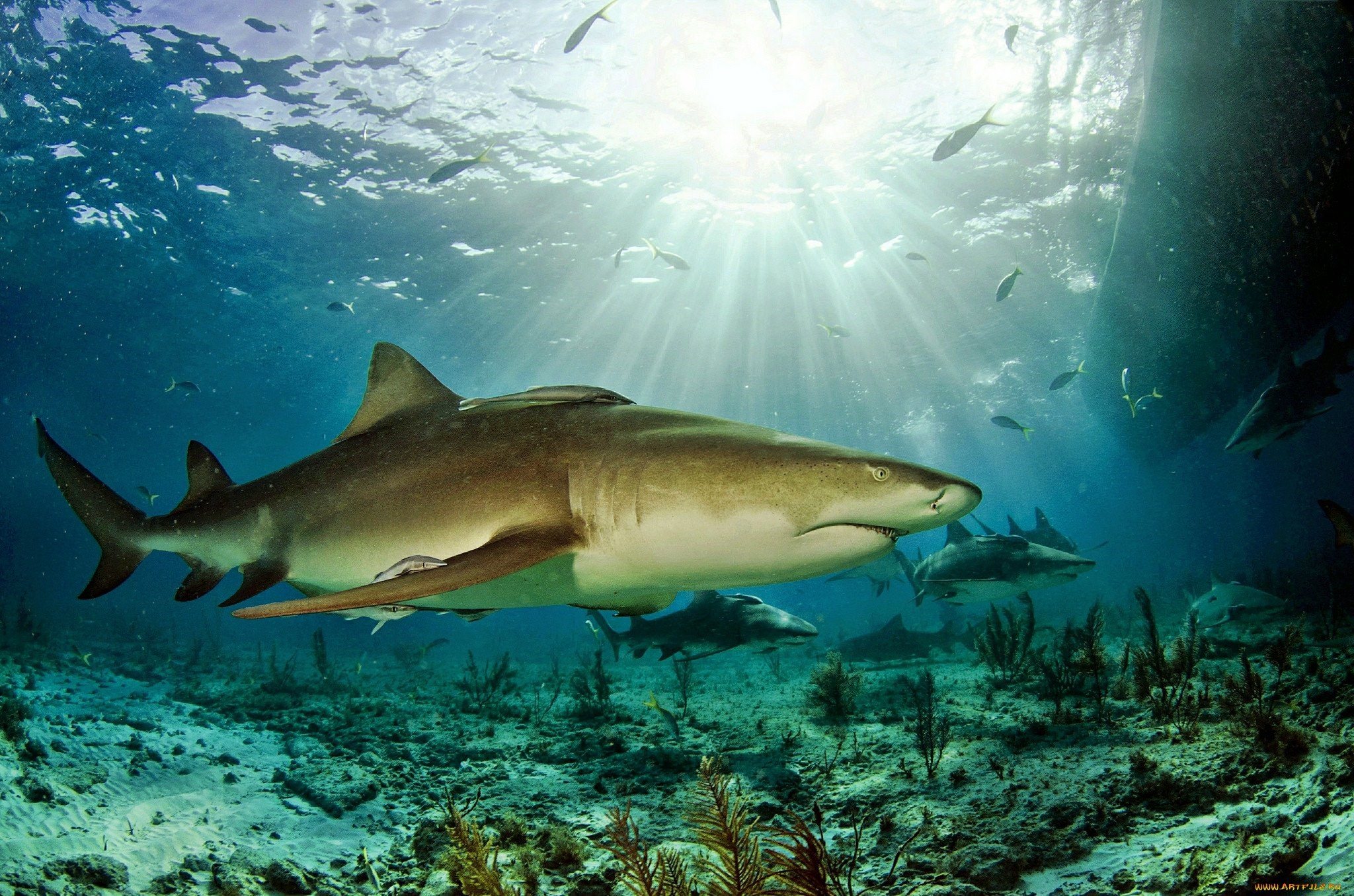 Красная акула фото