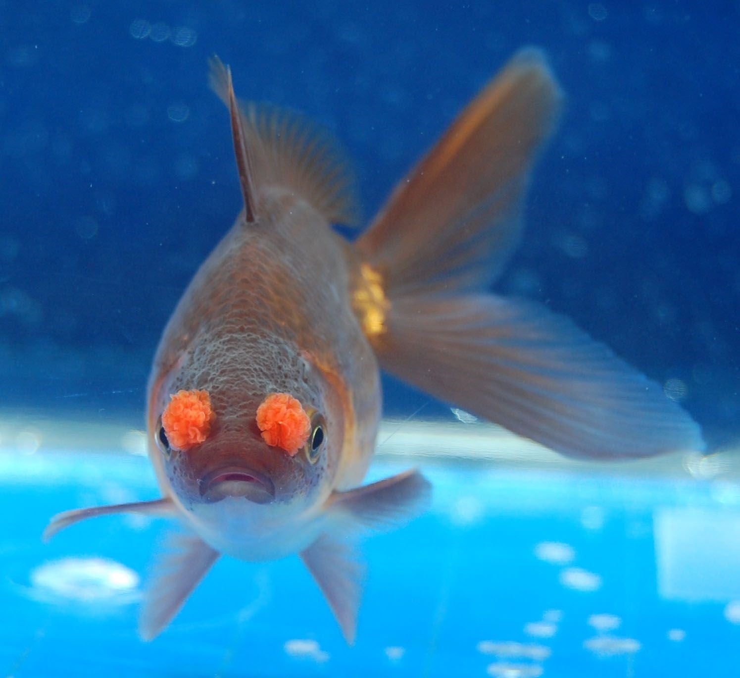Аквариумная рыба золотая рыбка. Оранда вуалехвост. Аквариумная Золотая рыбка Оранда. Жемчужинка рыбка аквариумная. Золотые аквариумные рыбки Комета.