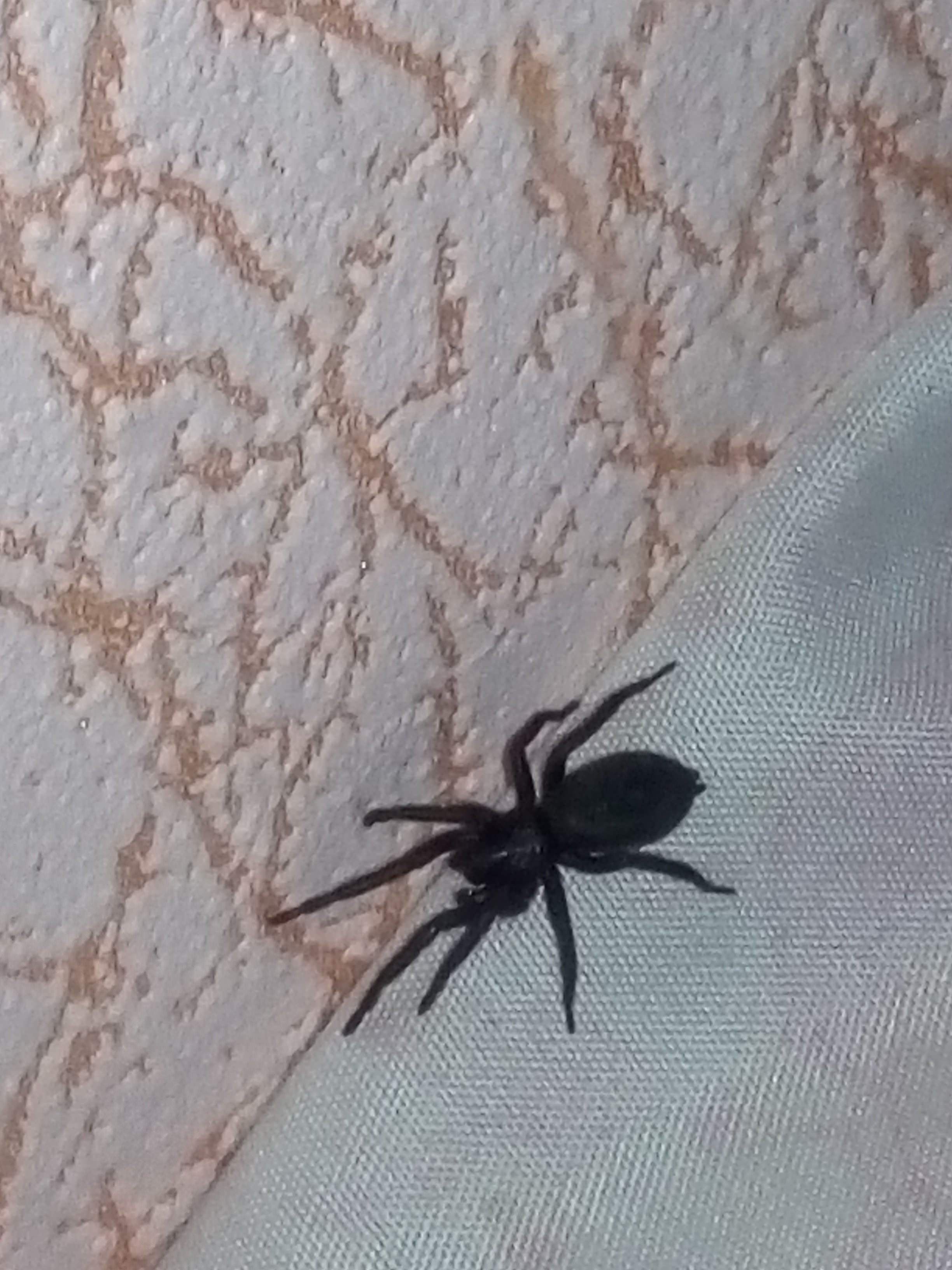 Чёрный паук в Ростовской области