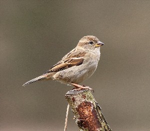 Воробей самец и самка