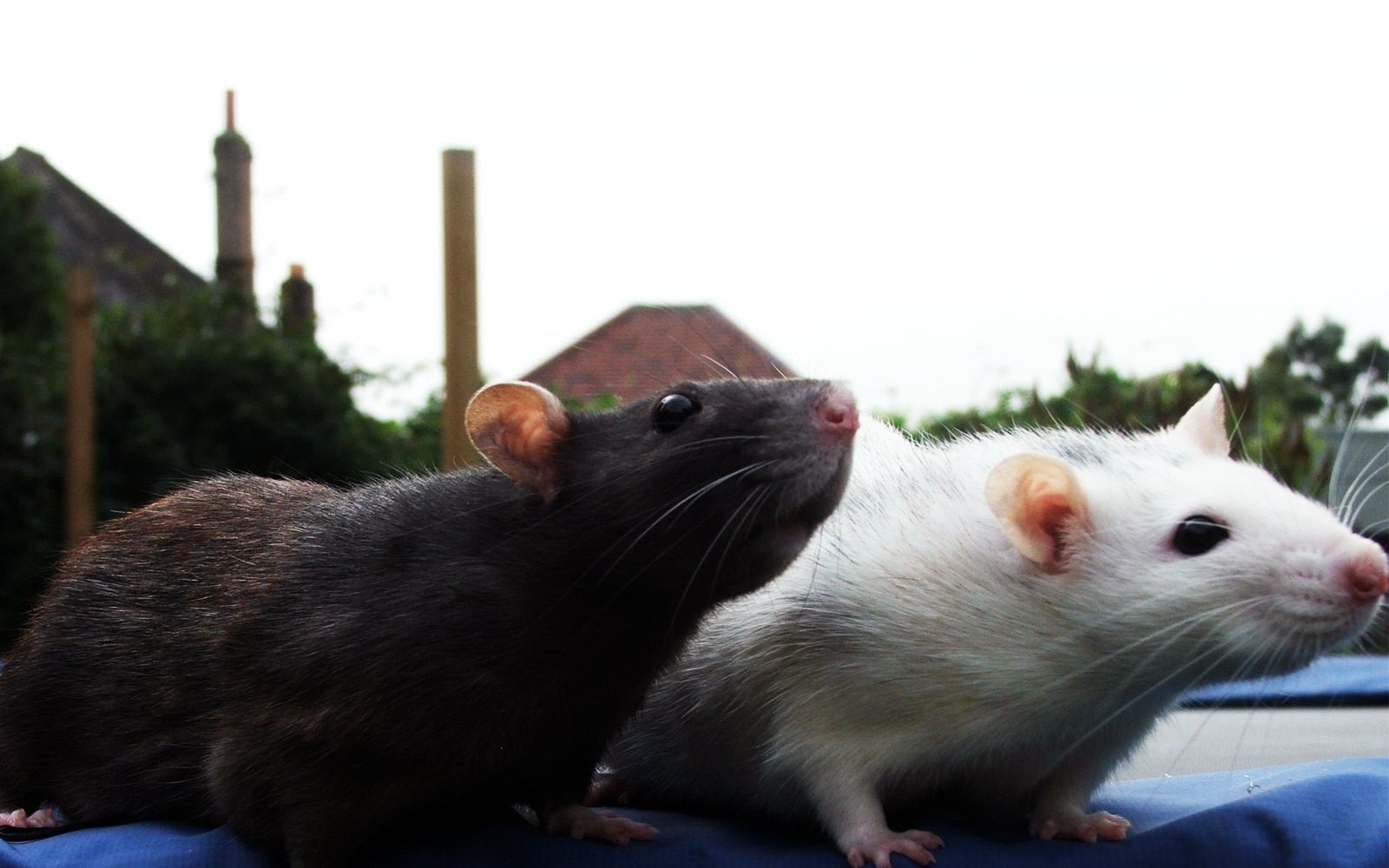 Фотография двух крыс