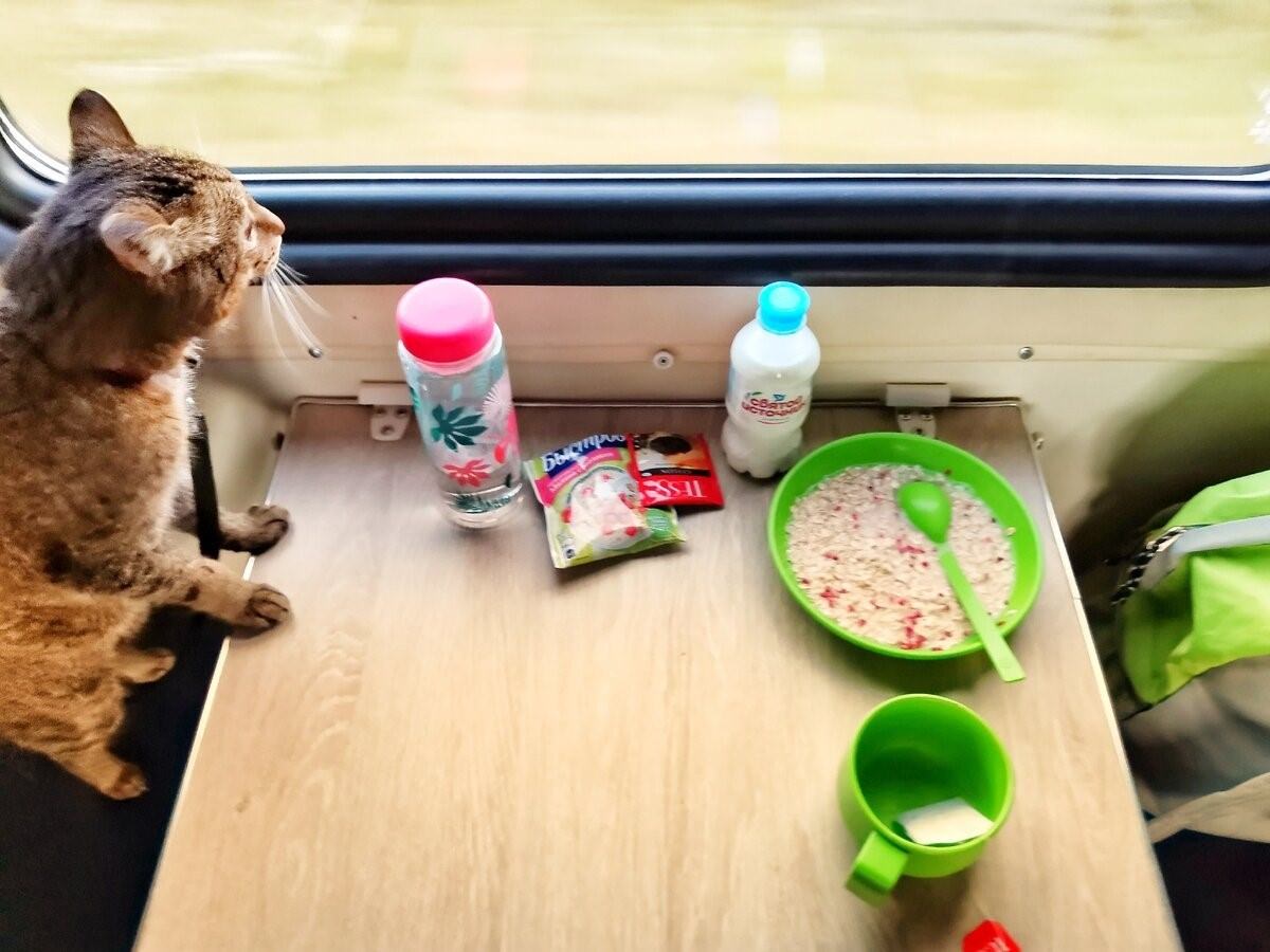 кот в поезде фото
