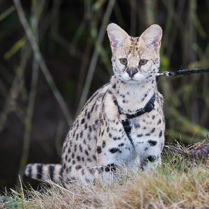 Сенегальский кот