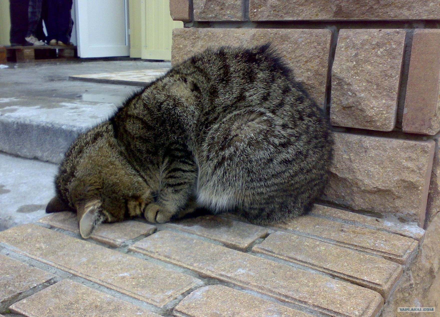 Кошка устала. Уставший кот. Котик устал. Кошка молится. Кот кланяется.