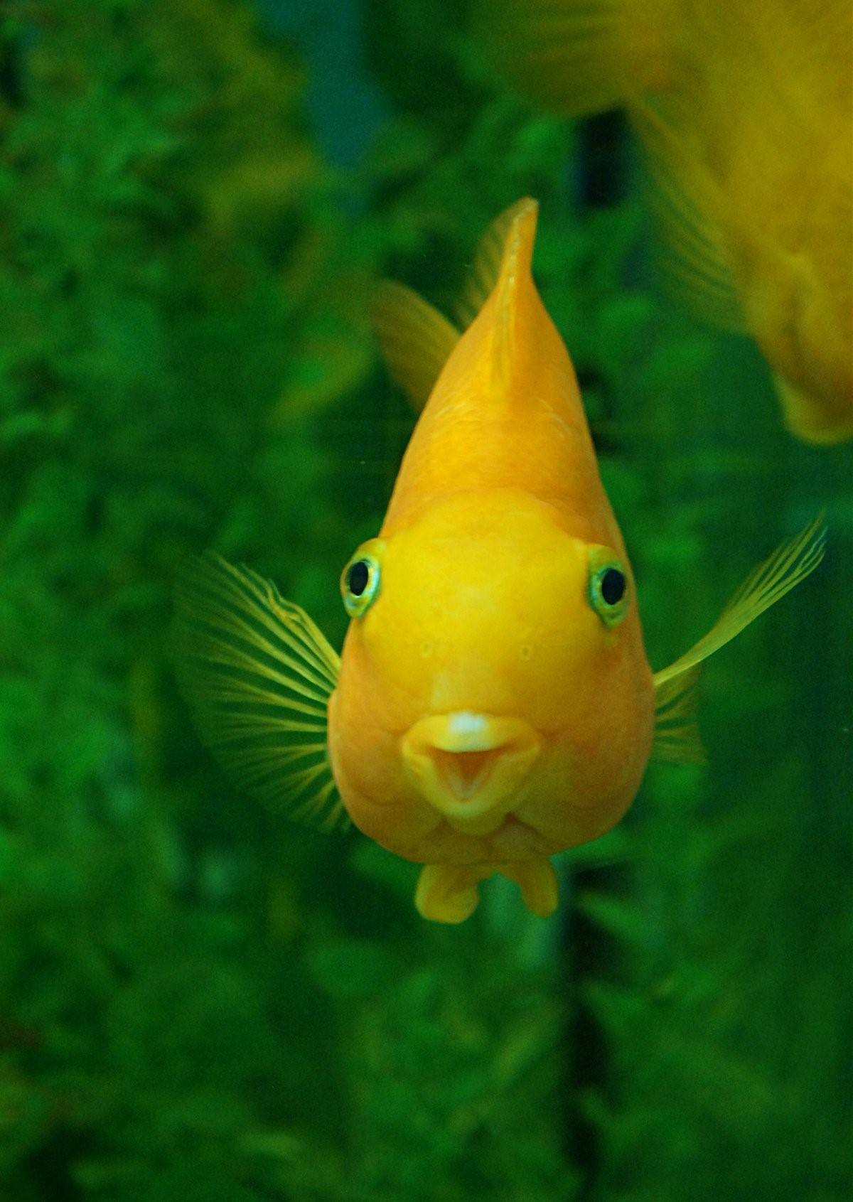 морда рыбы фото