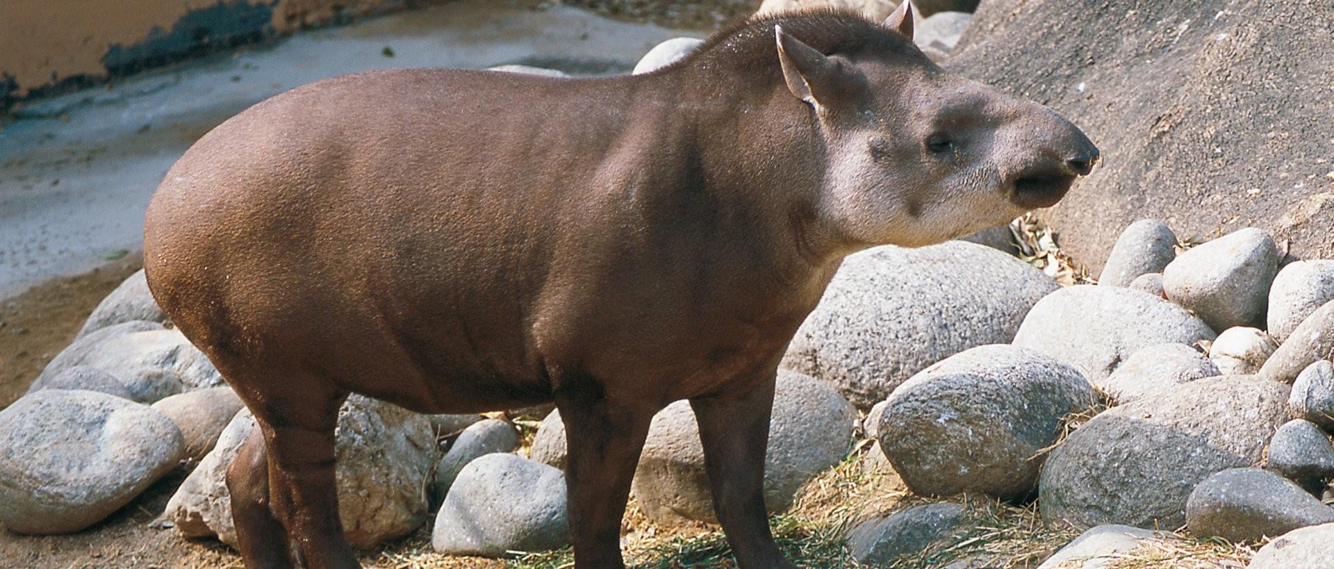 Бегемот парнокопытное или непарнокопытное. Тапир Мексика. Непарнокопытные тапиры. Бразильский тапир. Тапир и носорог.