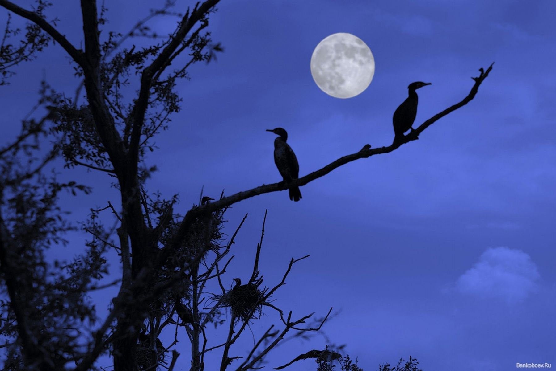Ночная жизнь птиц. Ночные птицы. Птица в ночном небе. Птицы в лесу ночью. Луна и птицы.
