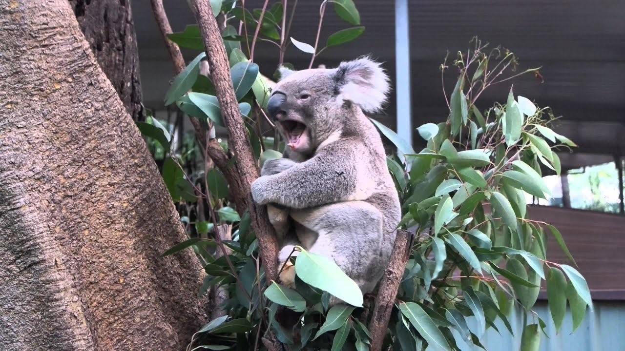 Коалы плавают. Мокрая коала. Злая коала. Опасные коалы.