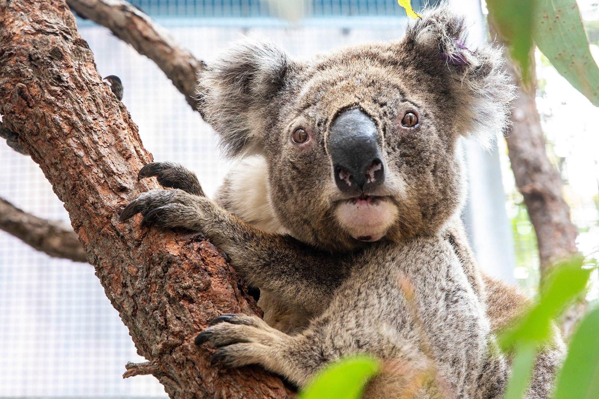 Едят ли коалы. Коала в Австралии. Коала хвост. Коала самец. Мокрая коала мокрая коала.