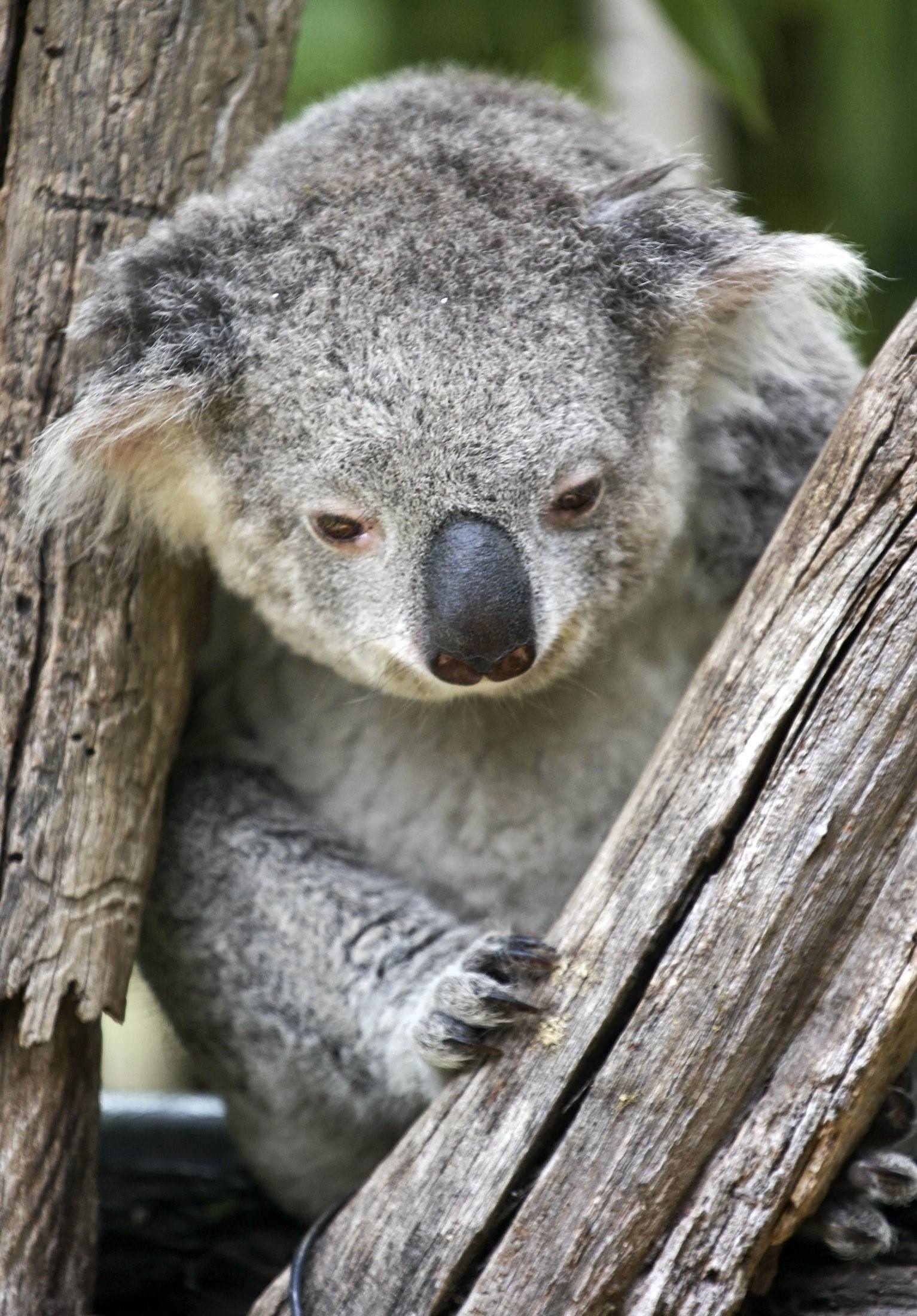 Коала мокрая коала