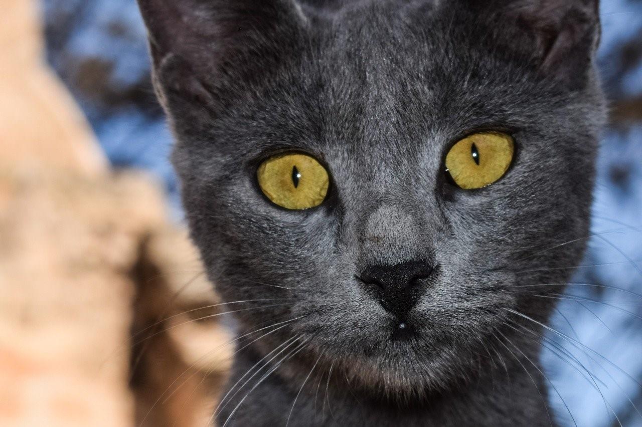 Фото серого кота с желтыми глазами