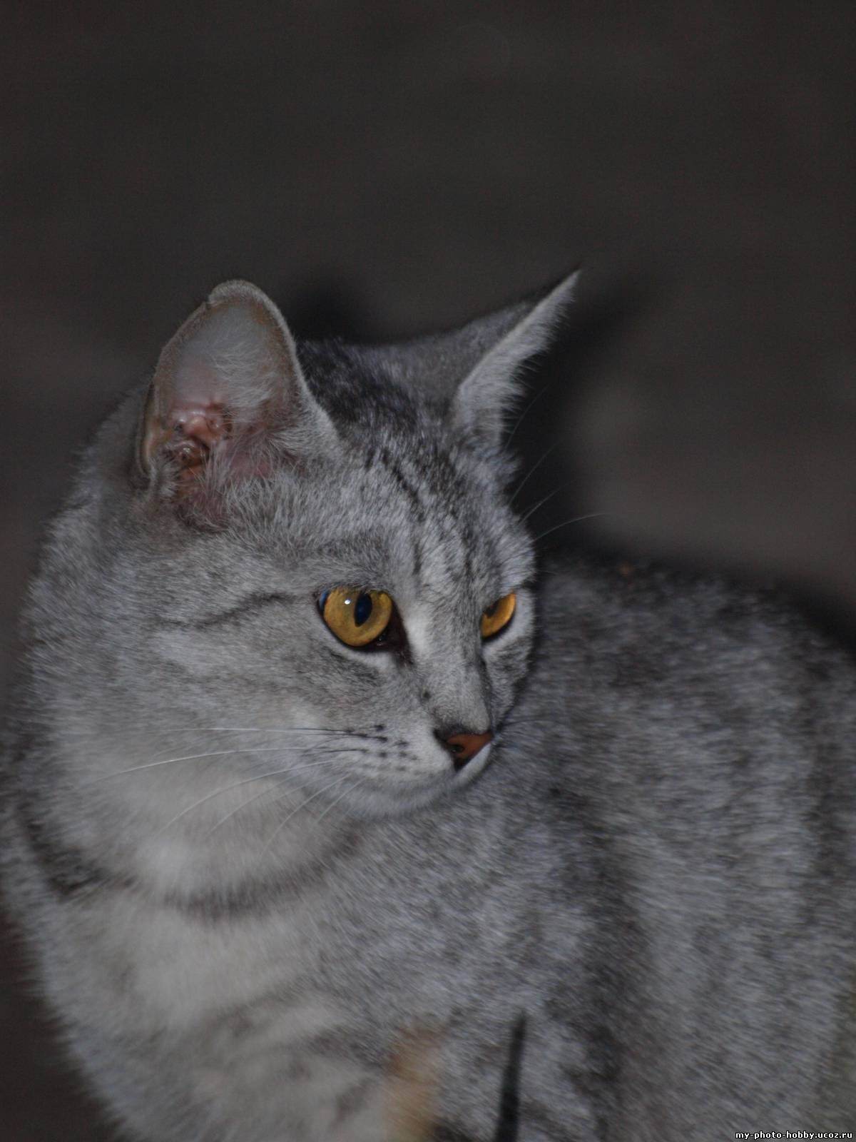 Порода серой кошки с серыми глазами